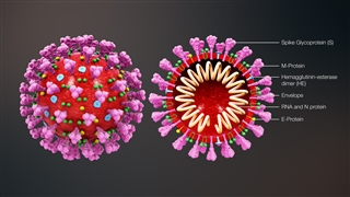 The SARS-CoV-2 structure