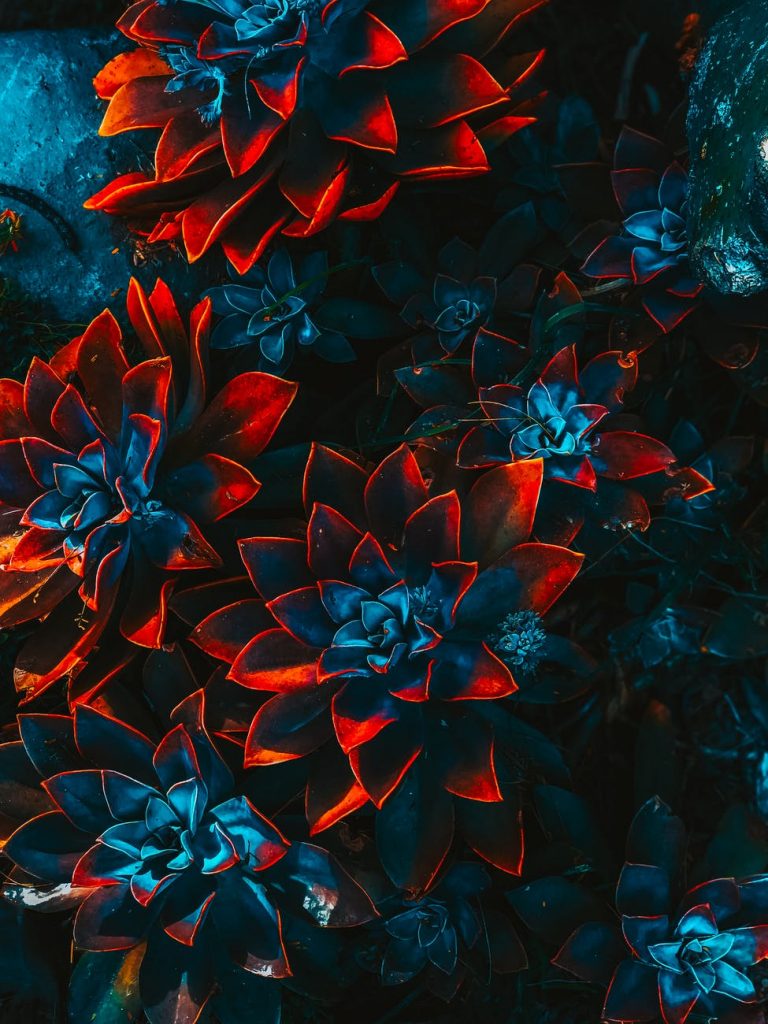 blue and red plants