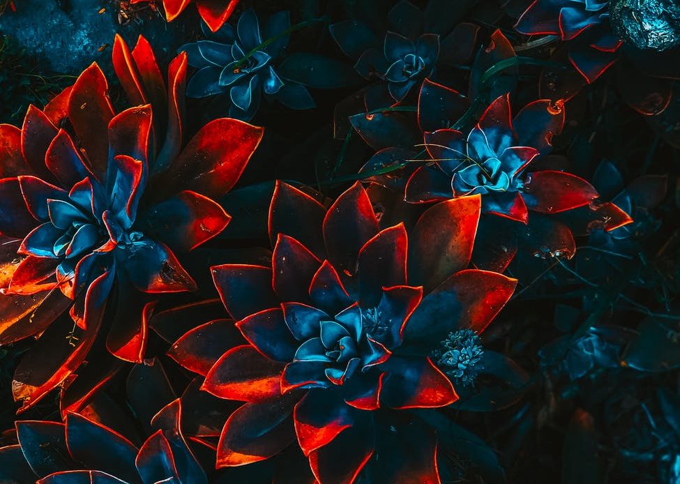 blue and red plants